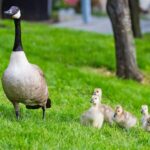 All You Need To Know About Reasons For Fall Goose Control
