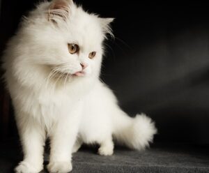 Persian cat for sale