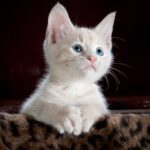 A Guide to Taking Care of Your Cats and Kittens