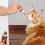 salmon oil for cats