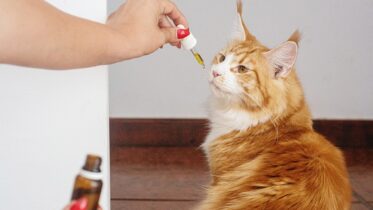 salmon oil for cats