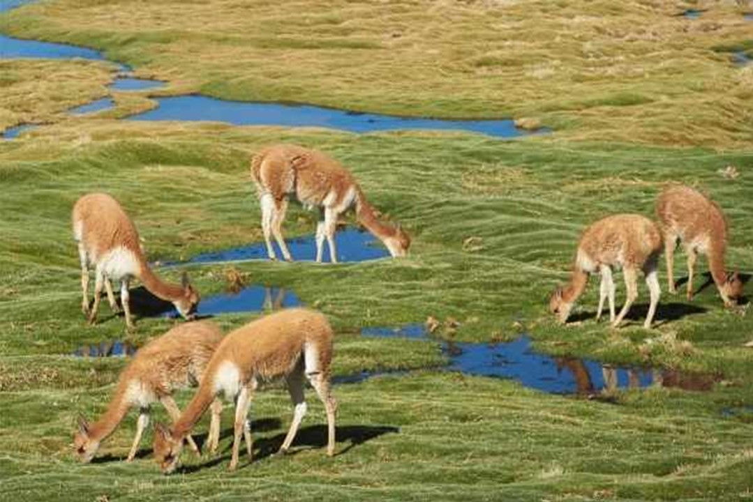 The Properties of vicuña wool