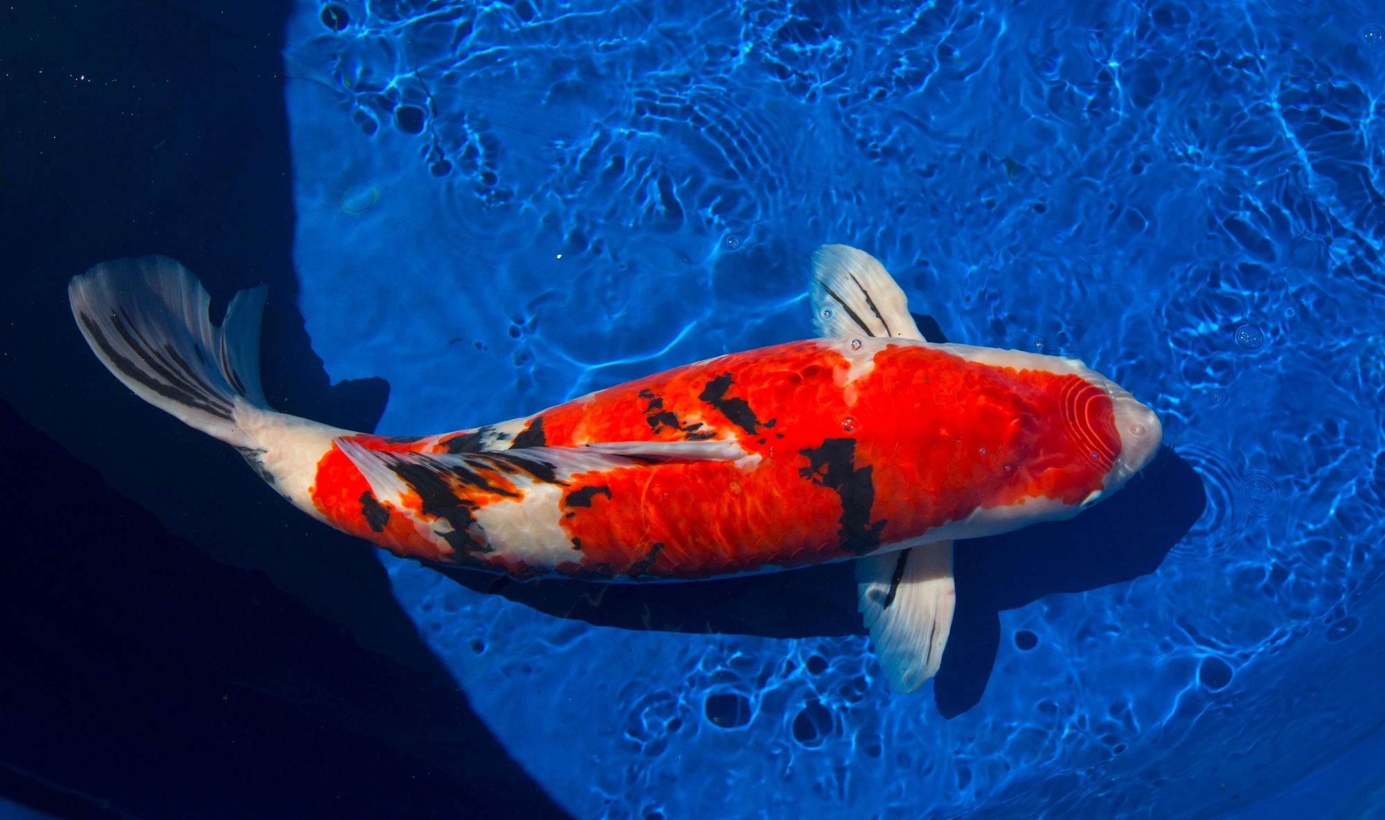 Why Are Koi Fish So Expensive