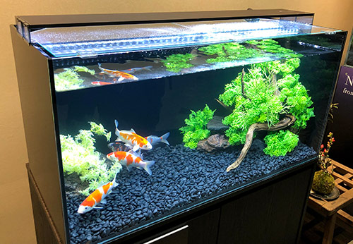 Can Koi Fish Be Kept in a Tank?