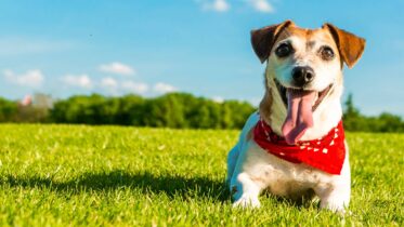 How to Keep Your Dog Happy and Healthy