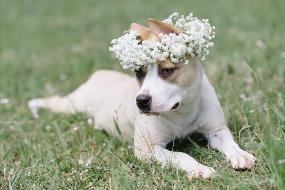 Is Baby Breath Toxic To Dogs?