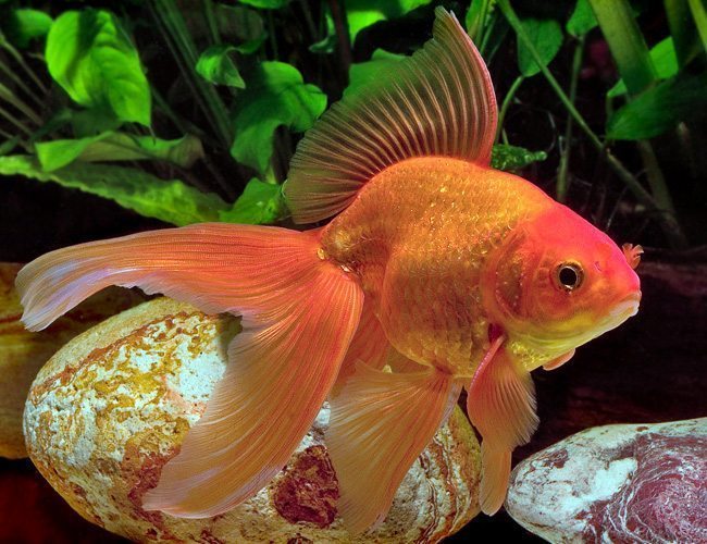 Is Koi a Goldfish