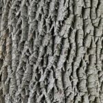 Is Tree Bark Edible