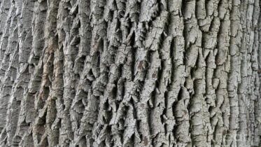 Is Tree Bark Edible