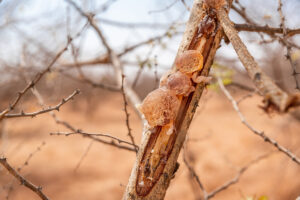 Acacia Gum