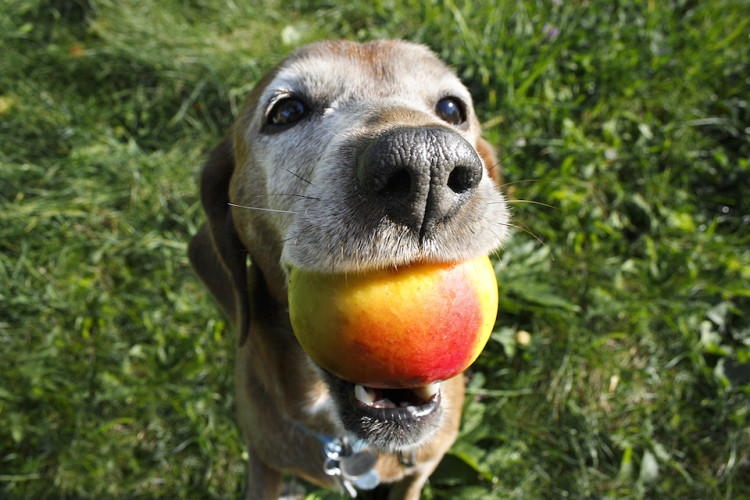 Can Your Pets Eat Peaches