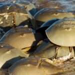 Is Horseshoe Crab Edible