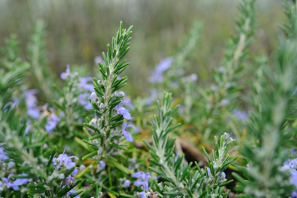 Is Tuscan Blue Rosemary Poisonous