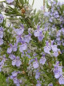 Is Tuscan Blue Rosemary edible
