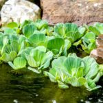 Is Water Lettuce Edible