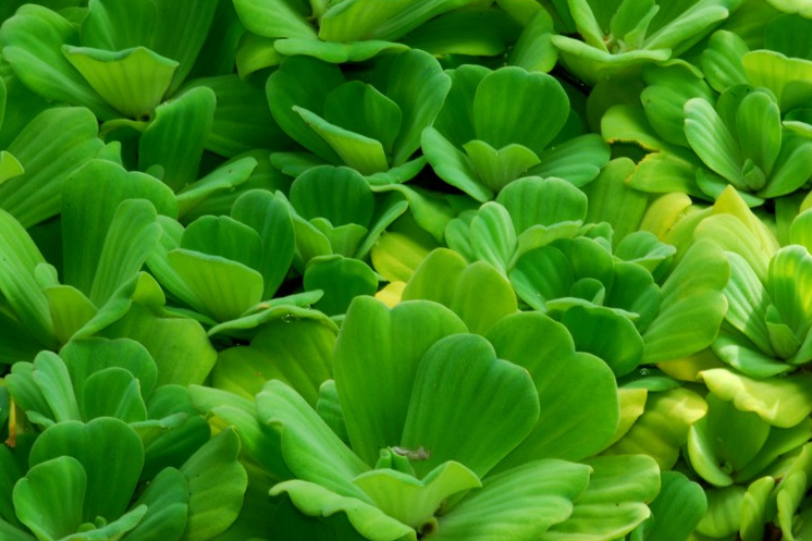 Is Water Lettuce Edible Or Not