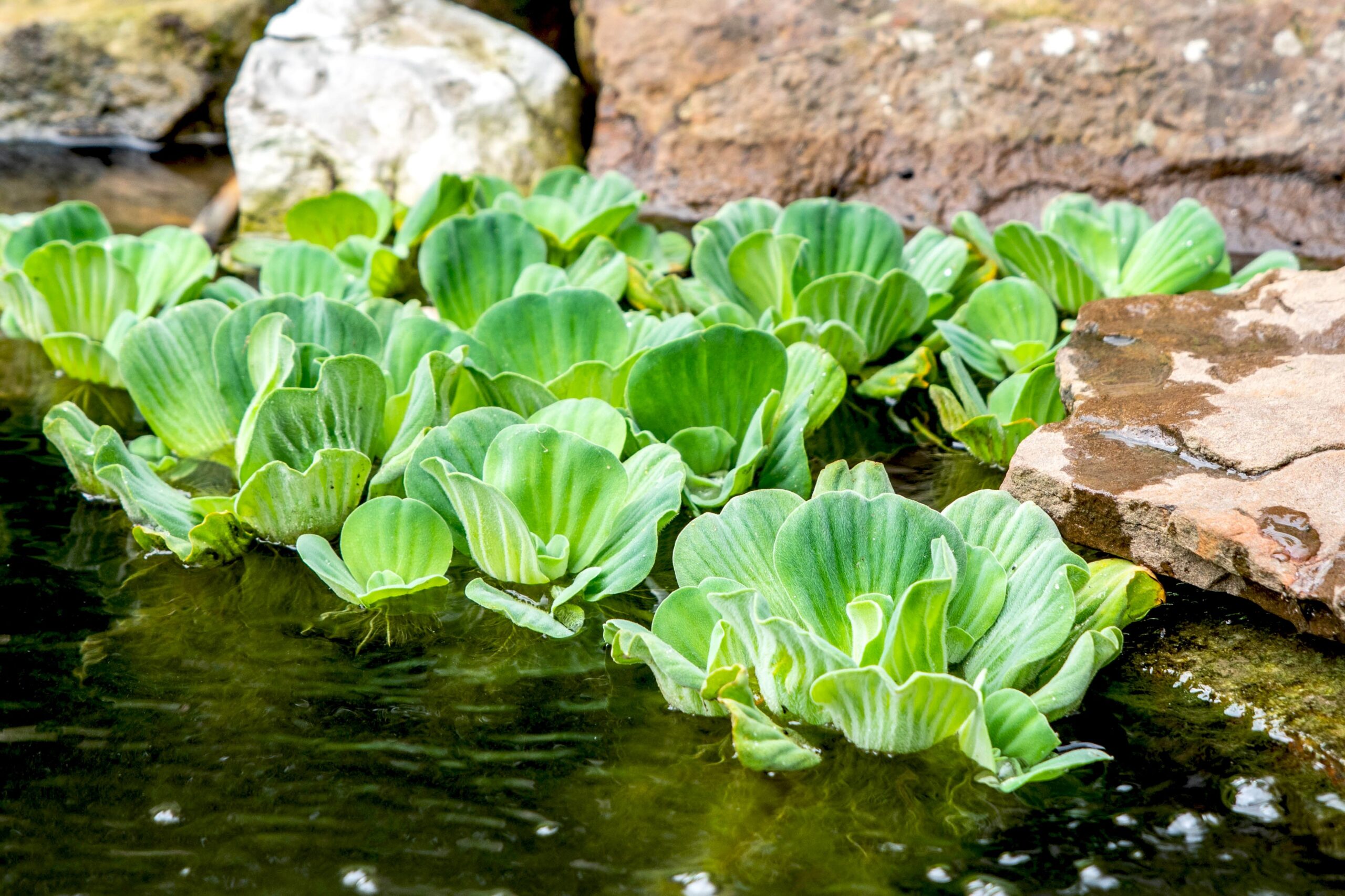 Is Water Lettuce Edible? Get The Most Reliable Reply Right Here