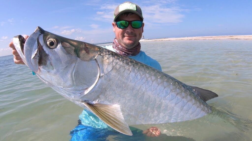 Where can you get the tarpon fish?