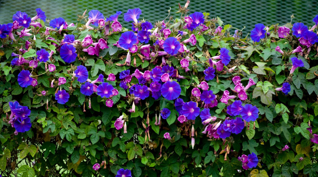 How Can I Grow Morning Glory In My Garden