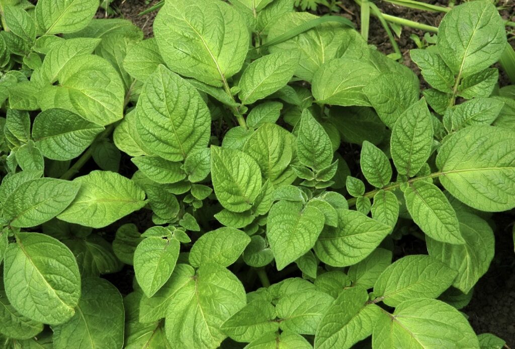 How to grow potato leaves