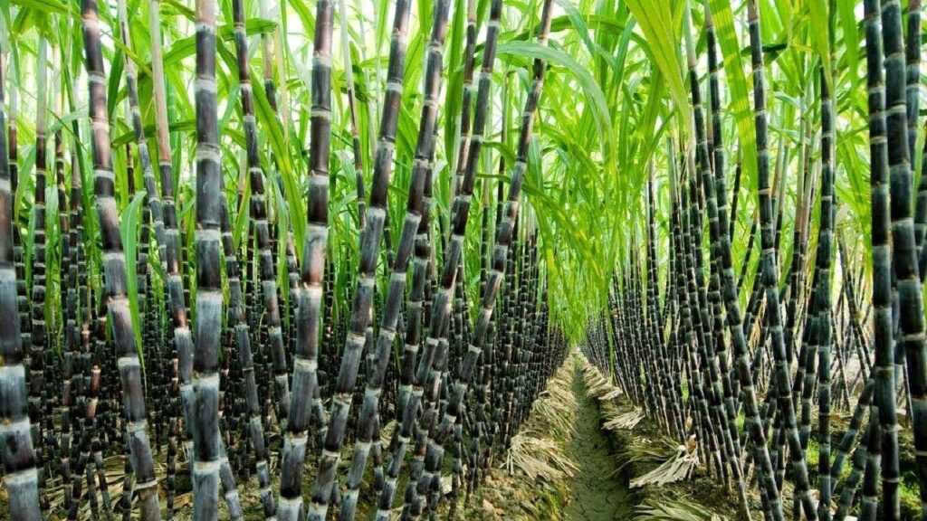 How to grow sugarcane sticks