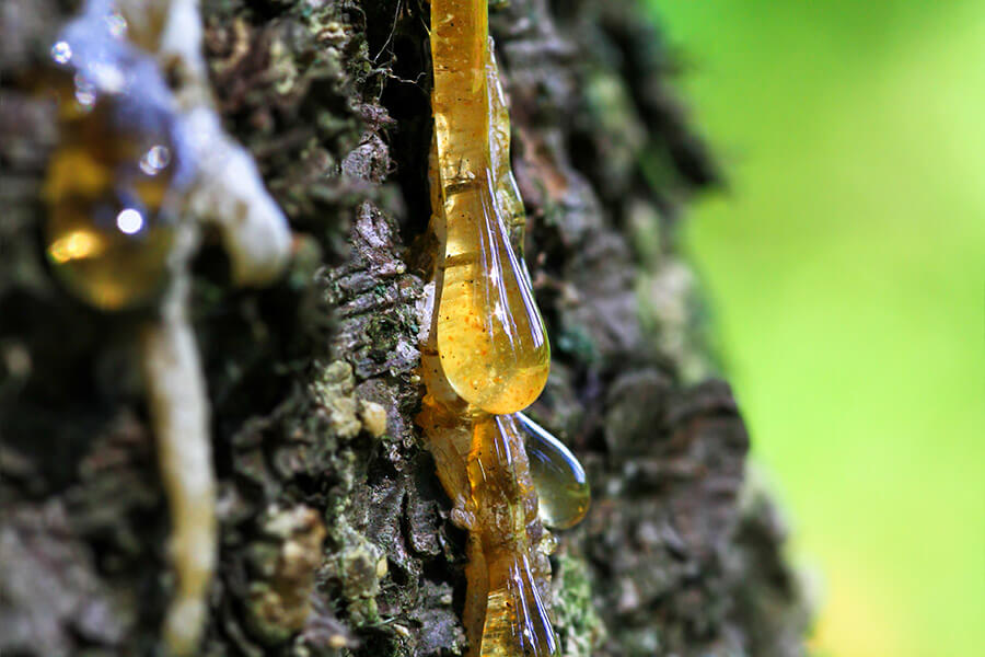 is-pine-tree-sap-edible-need-to-know-the-eating-method-properly