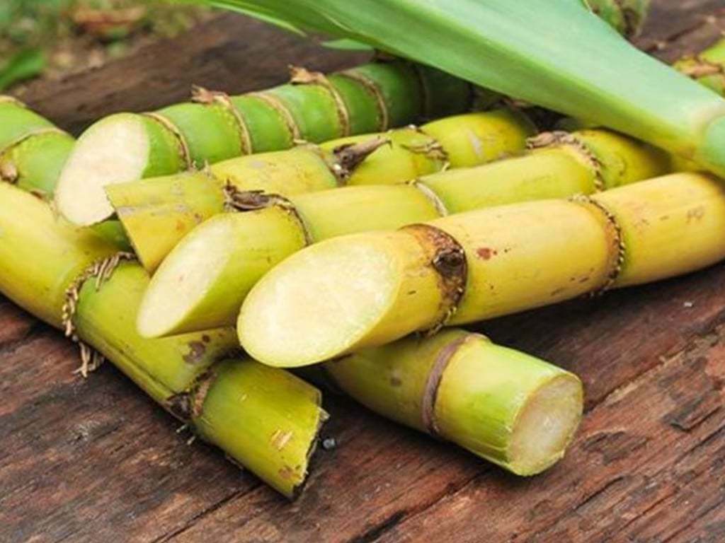 Is Sugarcane Edible? A Natural Stick Full of Tasty Juice Dreams wire