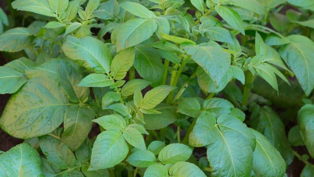 Is potato leaves Edible or Not