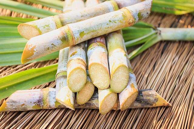 Is sugar cane edible or not