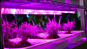 Led Grow Lights: Maintain Vigorous Growth of Indoor Plants!