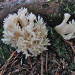 Is Coral Mushroom Edible