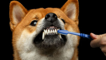 Is Dog Toothpaste Edible