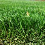 Is Grass Edible For Humans?
