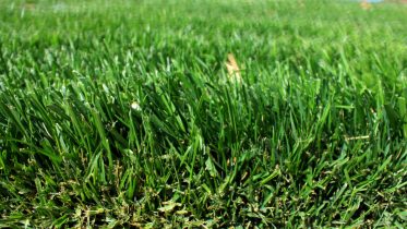 Is Grass Edible For Humans?
