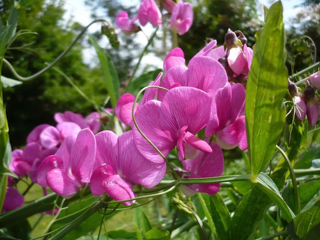 Is Sweet Pea Edible