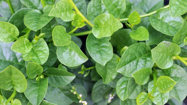Is Malabar spinach Edible