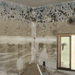 how to remove mold permanently