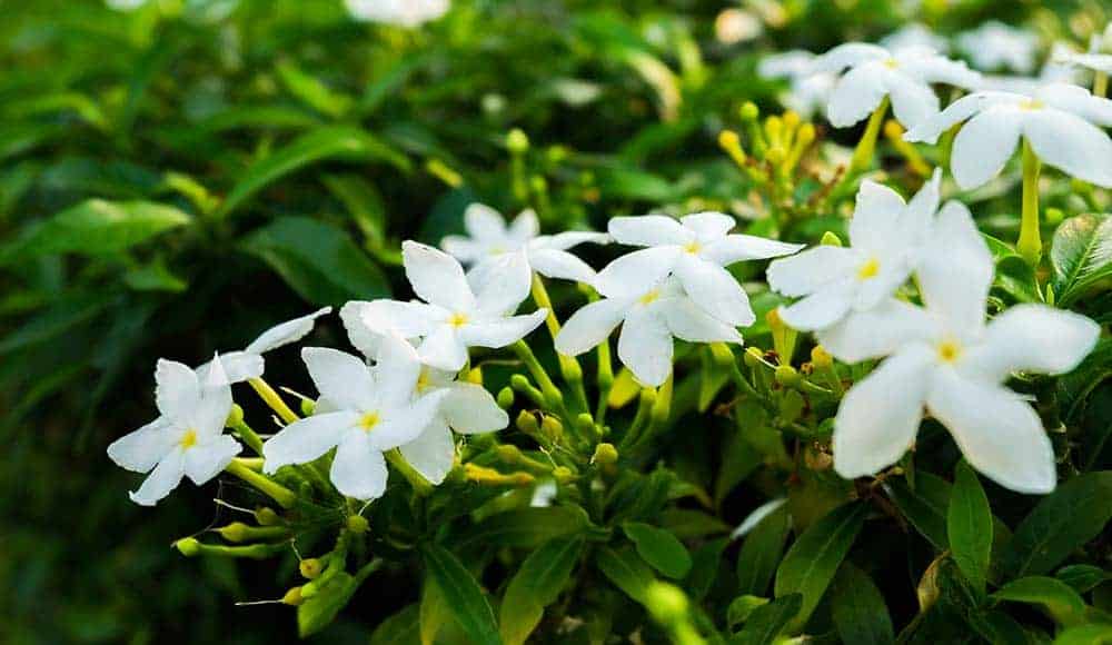 Can Pets Eat Star Jasmine?