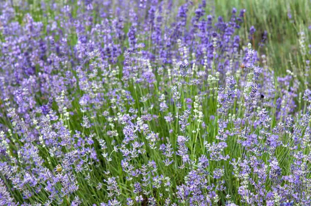 Is Munstead Lavender Edible