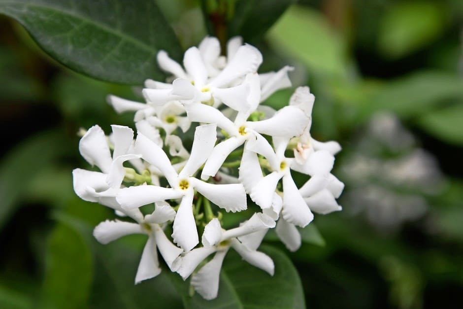 Is Star Jasmine Edible