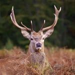 10 Tips to Hunt Whitetail Deer Like a Pro