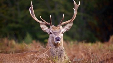 10 Tips to Hunt Whitetail Deer Like a Pro
