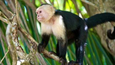 Reasons to Buy a Capuchin Monkey on a Local Online Classified Ads Website