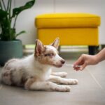 7 Steps To Follow During Pet Emergency