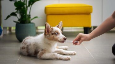 7 Steps To Follow During Pet Emergency