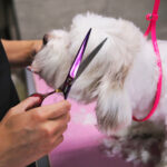 Choosing the Right Health Grooming Equipment For Your Dog
