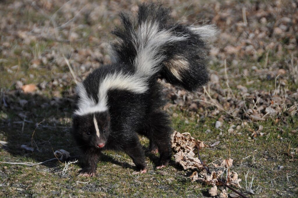 Is It Legal to Hunt or Kill Skunk