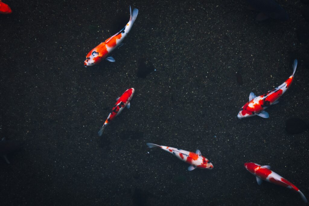 The Amazing Story of Koi Fish: From Simple Carp to Dazzling Beauties

