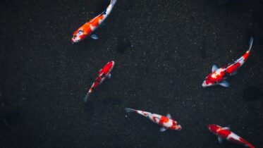 The Amazing Story of Koi Fish: From Simple Carp to Dazzling Beauties