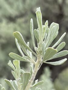 Are Sagebrush Leaves Edible?